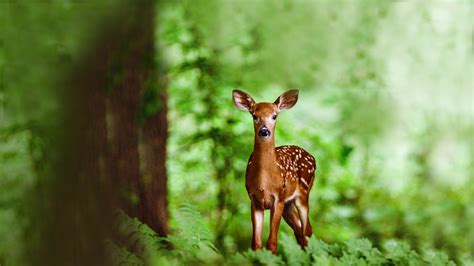 Curiozități Despre Animalele Care Trăiesc în Pădure