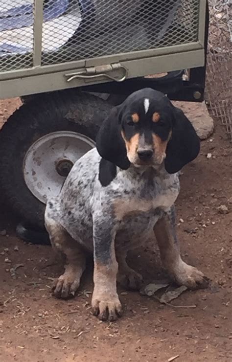 Dachshund puppies available for their forever homes. Bluetick Coonhound Puppies For Sale | Tucson, AZ #286491