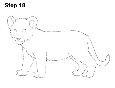 13 How To Draw Lion Cub Step By Step Png Royal