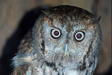 ↑owl, ↑bird of minerva, ↑bird of night, ↑hooter 2. Virginia Living Museum | Eastern Screech Owl