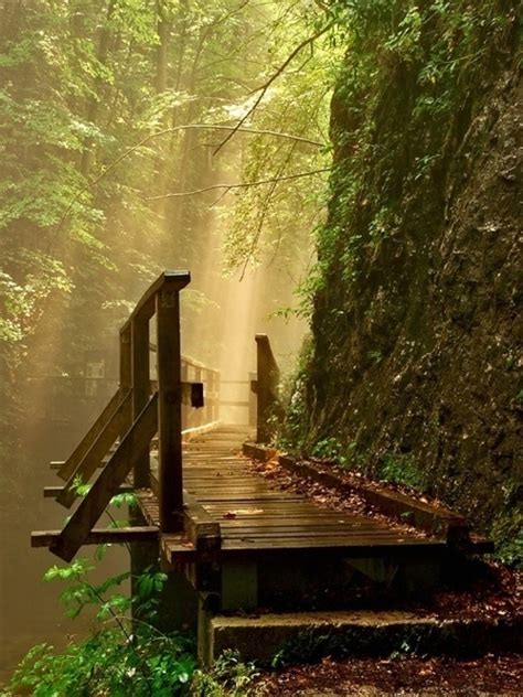 Awesome Pics Astonishing Photos Of Paths In The Forest