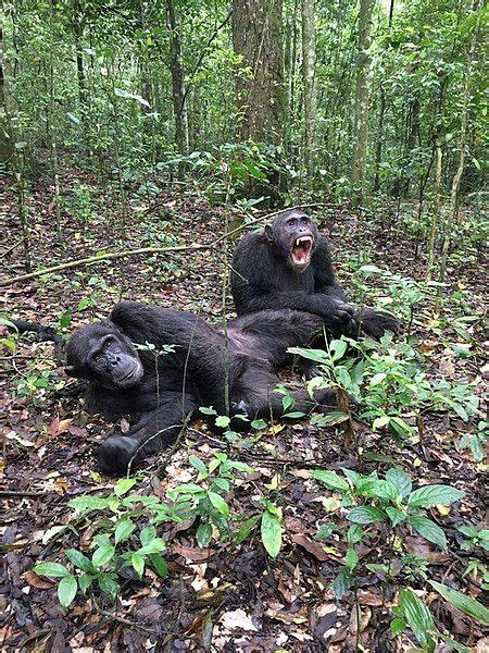 Chimpanzees Bond Over Movies Neatorama