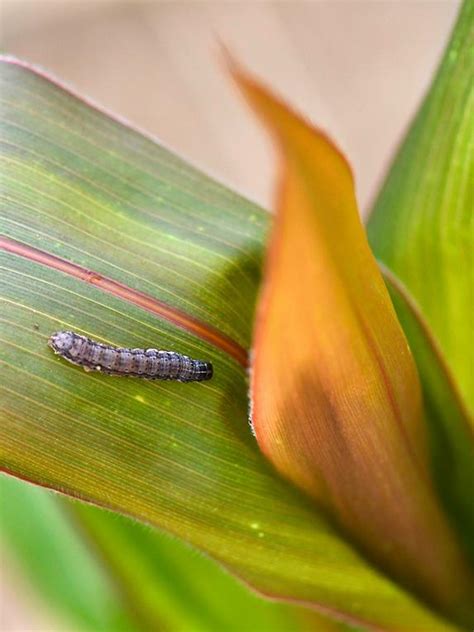 Flavonoids From Sorghum Plants Kill Fall Armyworm Pest On Corn May