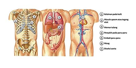 Ini menjadi keprihatinan tambahan apa hubungan sakit perut sebelah kiri dengan bagian aneurisma aorta perut? Sakit Pada Bagian Dada Sebelah Kiri - Info Kesehatan