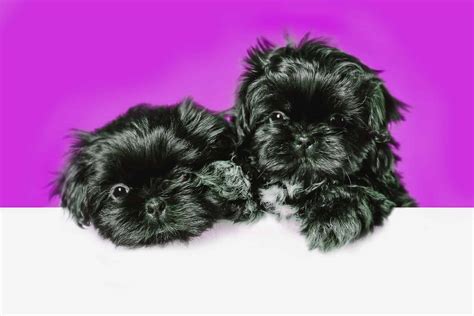 Black Shih Tzu Is This The Most Adorable Color In This Breed