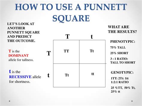 Fill out the punnet square middle. PPT - GENETICS PowerPoint Presentation, free download - ID ...
