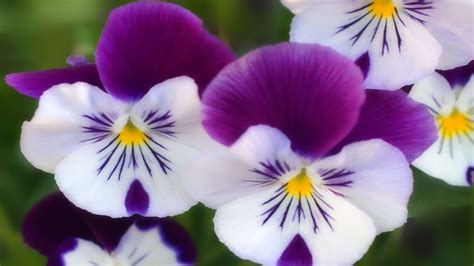 Naja Broberg Purple And White Flowers Plant Unlocking Mendel S White