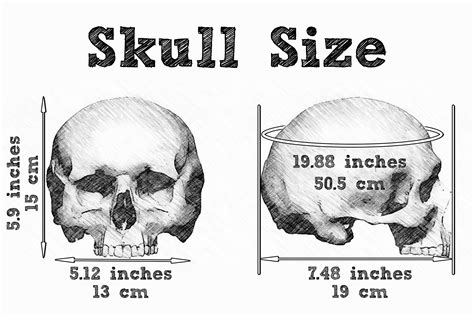 Male Human Skull Replica Full Size 11 Natural Weight Without Etsy