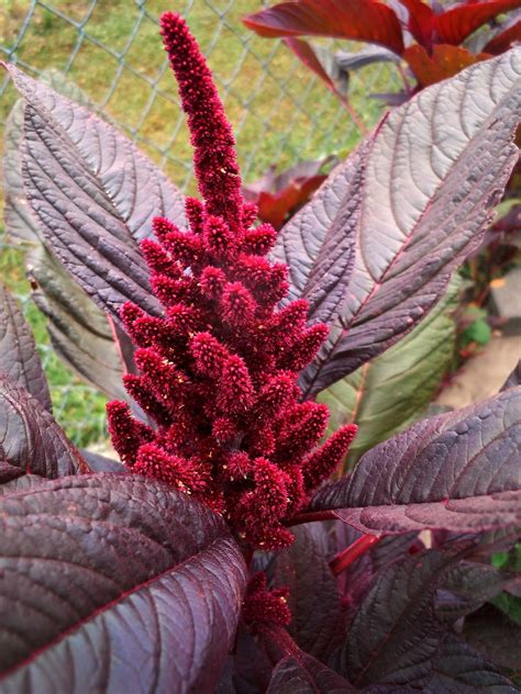 How to Grow Amaranth, Tips and Guide to Growing Amaranth ...