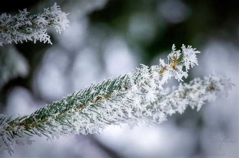 Selective Focus Hoar Frost Rime Ice Perfect Duluth Day