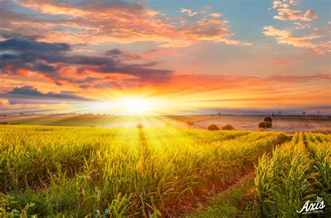 Sunrise Over The Corn Field Axis Medical Staffing