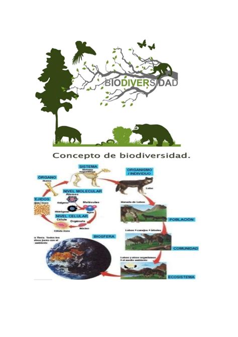 Biodiversidad De Genes Especies Y Ecosistemas By Carmen Cordova Issuu