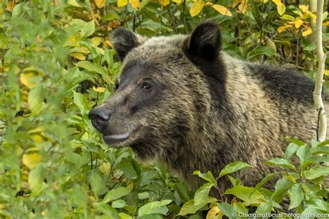Grizzly Bear Cub In The Aspen Trees Hope Inc Stories