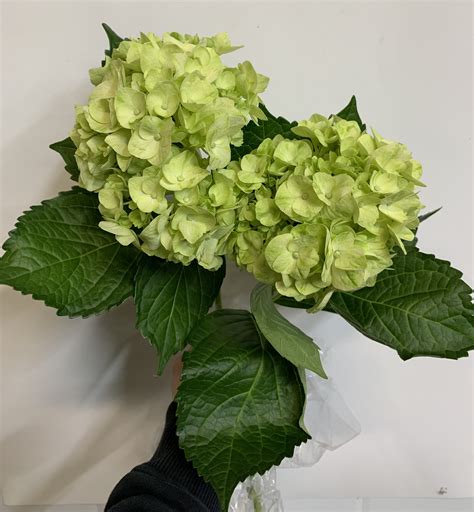 Hydrangea Lime Green Hydrangea Flowers And Fillers Flowers By