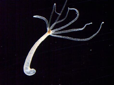 Hail Hydra! Doing neuroscience without a brain – The Spike – Medium