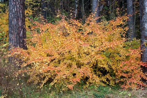 Beautiful Yellow Red Bush Is Standing In The Autumn Forest Falling
