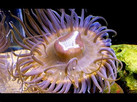 Anthopleura Inornata Aquarium Movies Japan Archive