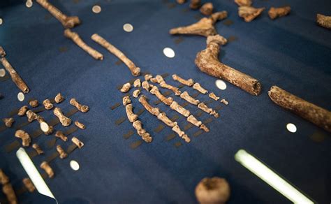 Meet Homo Naledi The Newly Discovered Human Ancestor In South Africa