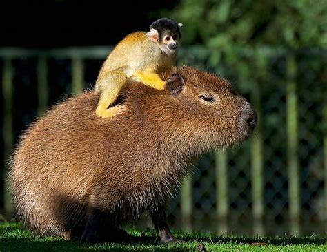 A Monkey And His Capybara Cute Animals Animals Squirrel Monkey