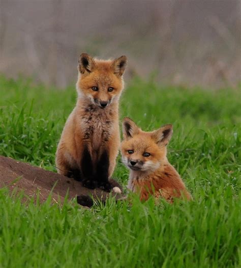 Red Fox Pups Hans And Frans By Bmillenbach On Deviantart