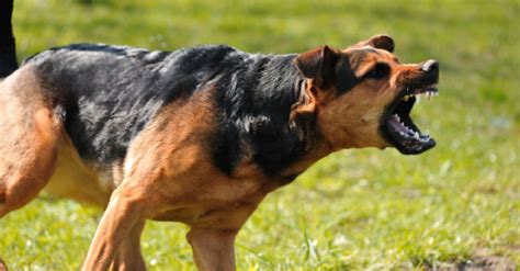How Much Does It Cost To Train An Aggressive Dog Alpha Trained Dog