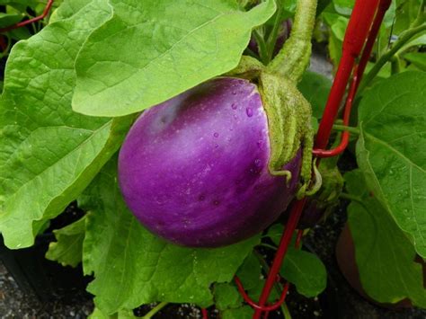 Eggplants Plant Care And Collection Of Varieties