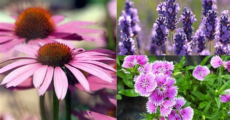 Check spelling or type a new query. 110 Categorized Perennial Flowers That Will Bloom For ...