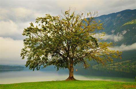 Free Images Landscape Tree Nature Outdoor Branch