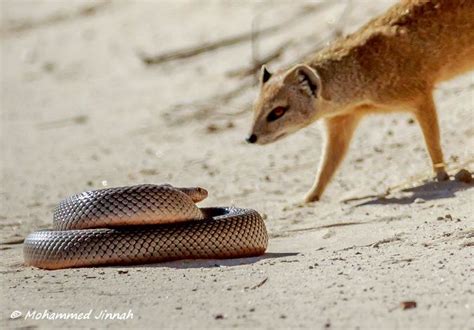 Incredible Encounter Mongoose Versus Snake Africa Geographic