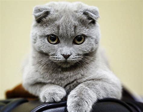 Is This The Cutest Cat In The World Or Maybe One Of These 38 Cute Cats