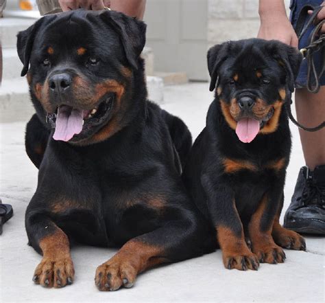 Purebred rottweiler puppies we sell purebred rottweiler puppies, female. Father & Son @ River City Rottweilers | Rottweiler puppies ...