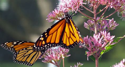 Monarch Butterflies On A Flower Free Stock Photo Public Domain Pictures