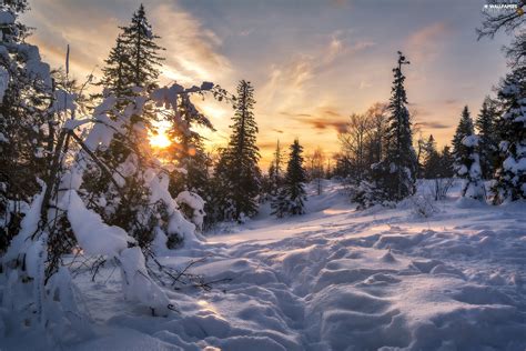 Sunrise Winter Trees Viewes Snowy Snow For Desktop