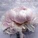 Blush Mauve Rustic Peony Shabby Pink Gray Rustic Peony Painting