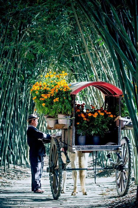 Farmer With Flowers Going To The Market ~ Saigon Vietnam