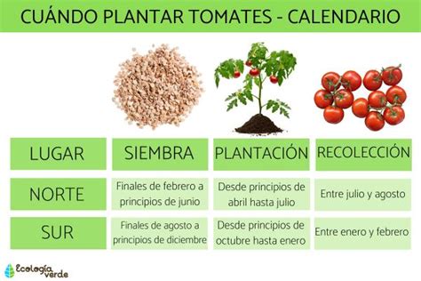 Cuándo PLANTAR TOMATES La mejor época