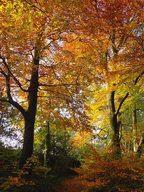 English Woodland Showing Autumn Colours Stock Image Image Of Colors