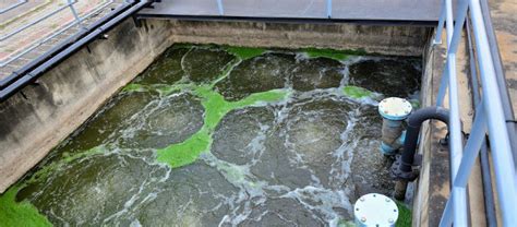 Role Of Microorganisms And Microbes Used In Wastewater Treatment