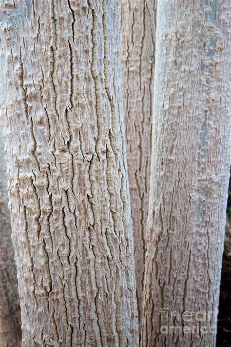 Bark Moringa Tree Photograph By Inga Spence