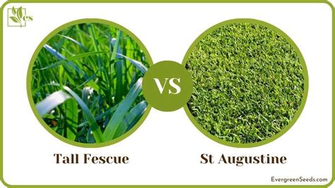 Tall Fescue Vs St Augustine Which Is Easier To Maintain Evergreen Seeds