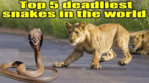 🔴top 5 Deadliest Snakes In The World🔴 Youtube