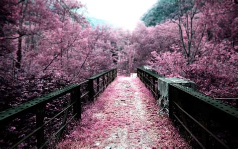 Pink Path Through The Park Blossom Trees