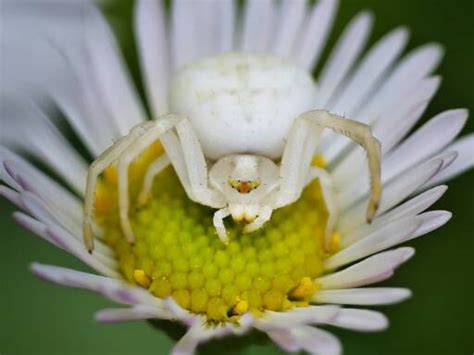 milky flower spider zygometis xanthogaster ausemade