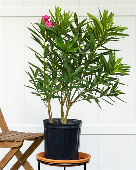 Oleander ‘calypso Plantvine