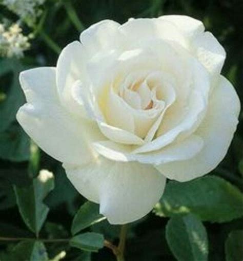 Download Gambar Bunga Mawar Putih Terbaru