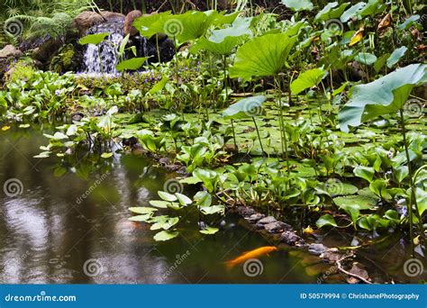 Gold Fish Pond At The Hawaii Tropical Botanical Garden Stock Photo