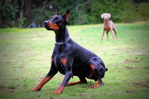 We have an outstanding litter of kc registered black and tan doberman puppies 3 boys and 2 girls. Picture | Doberman puppies for sale, European doberman ...