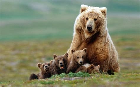 Himalayan Brown Bear Facts Habitat Population Pictures