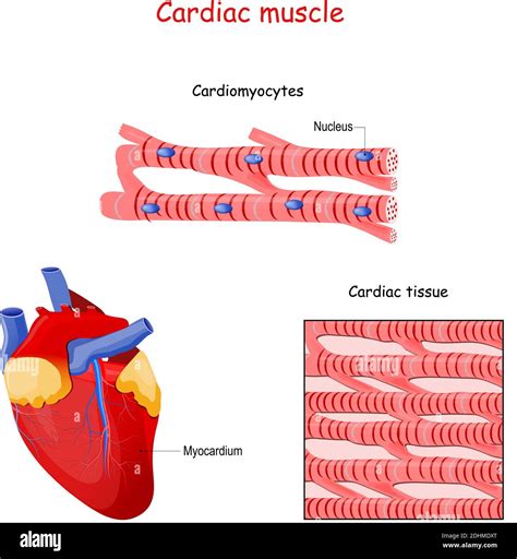 Structure Des Fibres Musculaires Cardiaques Anatomie Du Cardiomyocyte