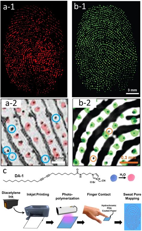 Ab Contrast‐enhanced Fluorescence Image Of A Sweat Pore Pattern